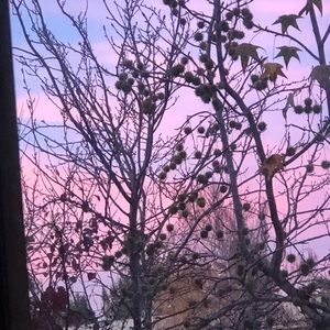 Meet your Posher, Molly